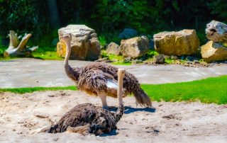 Struthio camelus australis - Südafrikanischer Blauhalsstrauß - Zoo Leipzig