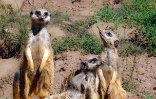 "Familie" Erdmännchen - Zoo Leipzig