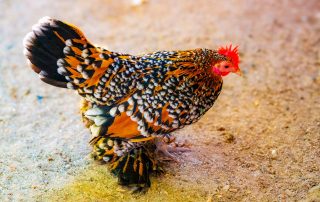 Federfüßiges Zwerghuhn - Gallus gallus domesticus - Zoo Leipzig