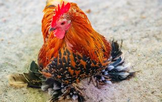 Federfüßiges Zwerghuhn - Gallus gallus domesticus - Zoo Leipzig