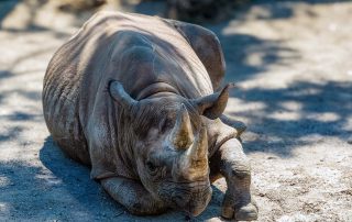 Diceros bicornis michaeli - Ostafrikanisches Spitzmaulnashorn - Zoo Leipzig