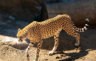 Acinonyx jubatus jubatus - Südafrikanischer Gepard - Zoo Leipzig