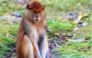 Erythrocebus patas - Husarenaffe - Zoo Leipzig