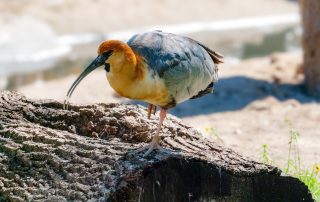 Schwarzzügelibis - Zoo Leipzig
