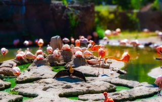 Phoenicopterus chilensis - Chileflamingo, Scharlachziegelr - Zoo Leipzig