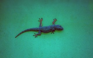 Tokeh - Diese Reptilien aus der Familie der Geckos besitzen an ihren Zehen besondere Haftlamellen, mit denen sie sogar kopfüber an Glas Halt finden. Der Name „Tokeh“ ist übrigens auf den Klang ihrer Rufe („to-kee“) zurückzuführen - Zoo Leipzig