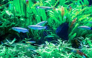 Klasio-Regenbogenfisch-Rotschwanz-Ährenfisch und Madagaskar-Hechtling, - Zoo Leipzig