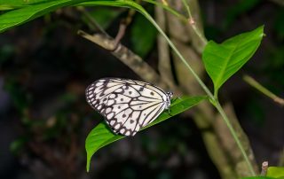 Zoo von Singapur