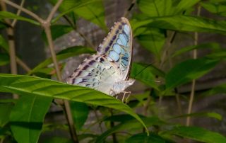 Zoo von Singapur