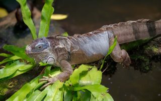 Zoo von Singapur