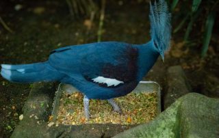 Zoo von Singapur