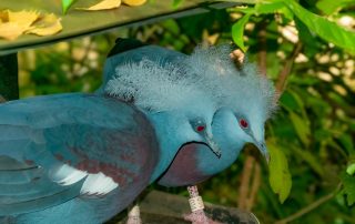 Zoo von Singapur