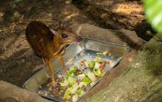 Zoo von Singapur