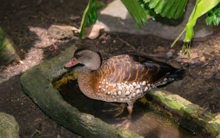 Zoo von Singapur