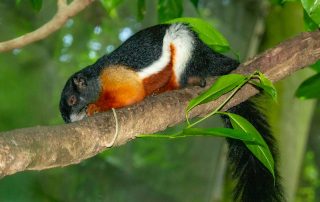 Zoo von Singapur