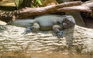 Zoo von Singapur