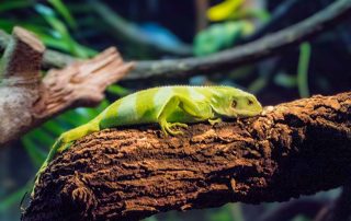 Zoo von Singapur