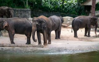 Zoo von Singapur