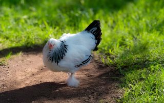 Sundheimer Huhn, Zoologischer Tiergarten in Karlsruhe