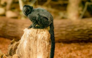 Zoologischer Tiergarten in Karlsruhe