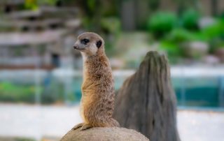 Erdmännchen, Zoologischer Tiergarten in Karlsruhe