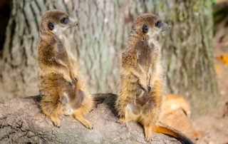 ERDMÄNNCHEN - Suricata suricatta, Zoologischer Tiergarten in Karlsruhe