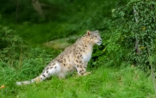 Schneeleopard Panthera uncia, Zoologischer Tiergarten in Karlsruhe