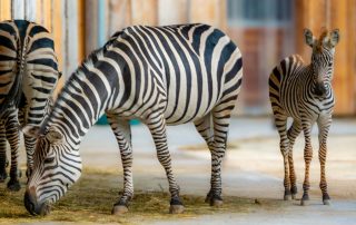 Böhm-Steppenzebra Equus quagga boehmi, Zoologischer Tiergarten in Karlsruhe