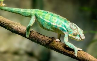 Zoo von Singapur