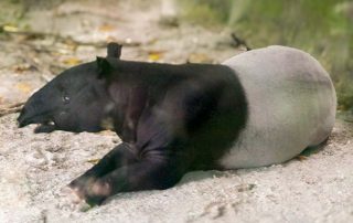 Zoo von Singapur