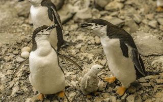 Meeresmuseum, Pinguine