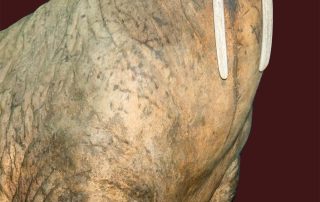 Meeresmuseum_walross