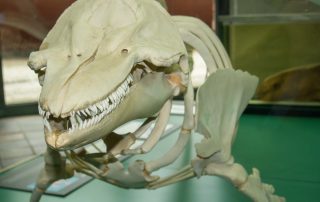 Skelett eines Delfins