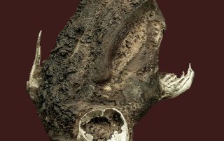 Klima- oder Trockenmumie einer Krabbenfresserrobbe (Lobodon carcinophagus). Das Tier wurde 1980 von Dr. Wilfreid Richter während der 24. Sowjetischen Antarktisexpedition 100 Kilometer landeinwärts, also weit weg vom Wasser und dem Wurfplatz, gefunden. Die Mumie ist ca. 800 Jahre alt. Diesen außergewöhnlichen Fund übernahm das Meeresmuseum als bisher weltweit einzigen Beleg in seine Sammlung. In der Antarktis wurden auch noch einige weitere mumifizierte Robben entdeckt. Sie wurden bis zu 200 Kilometer Entfernung von der Küste und in 1600 Meter Höhe im Gebirge