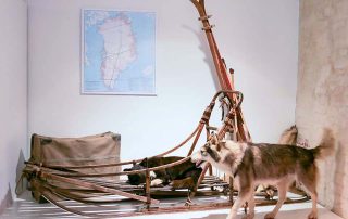 Polare-Regionen-im-Meeresmuseum-Schlittenhund